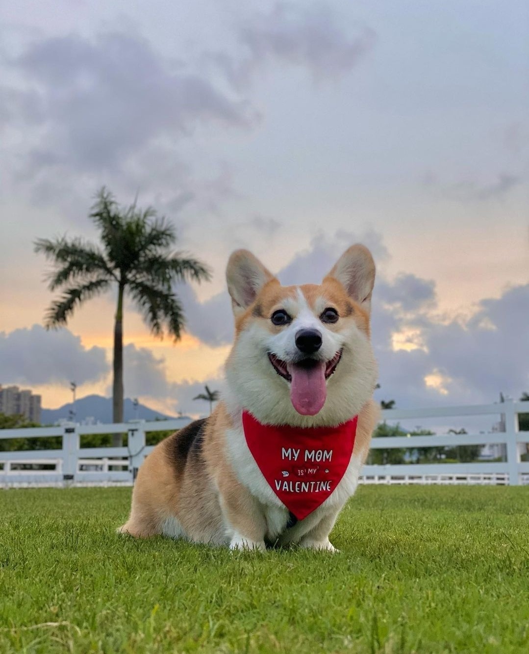 柯基的笑容也太治愈了吧_高清图集_新浪网