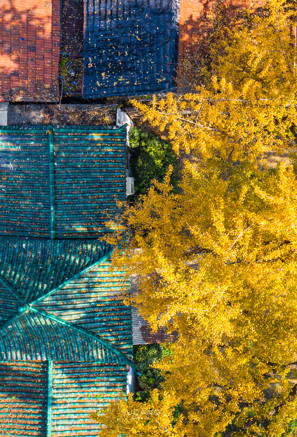 汉阳树,530余年的古银杏,被誉为"武汉秋天最美的树"