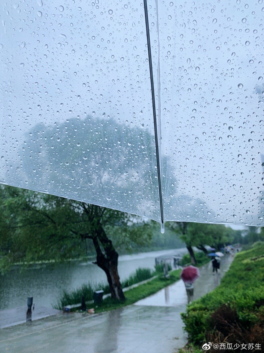 从未见过北方的雨 像2021年的夏天这般 肆意又诗意