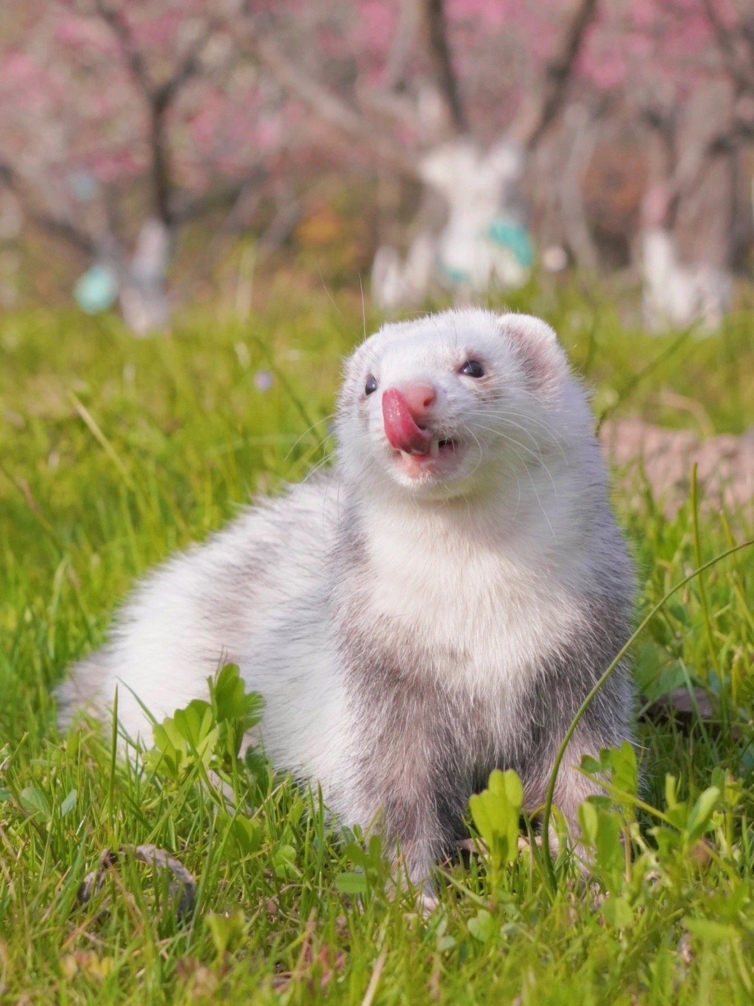 谁能在烂漫的春天拒绝一只可爱的貂貂呢