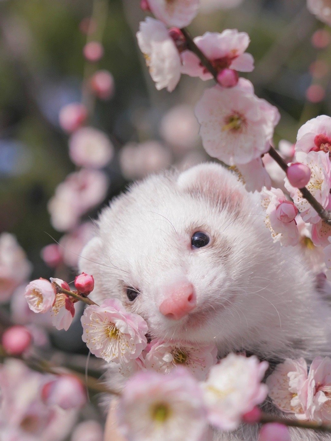 谁能在烂漫的春天拒绝一只可爱的貂貂呢