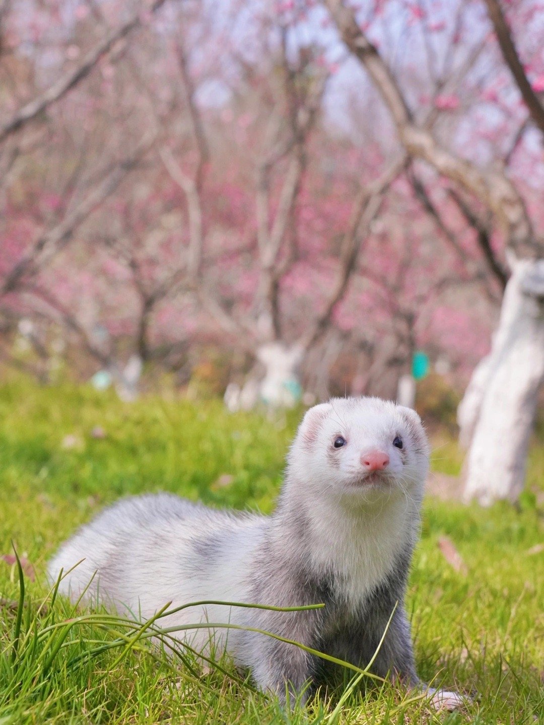 谁能在烂漫的春天拒绝一只可爱的貂貂呢