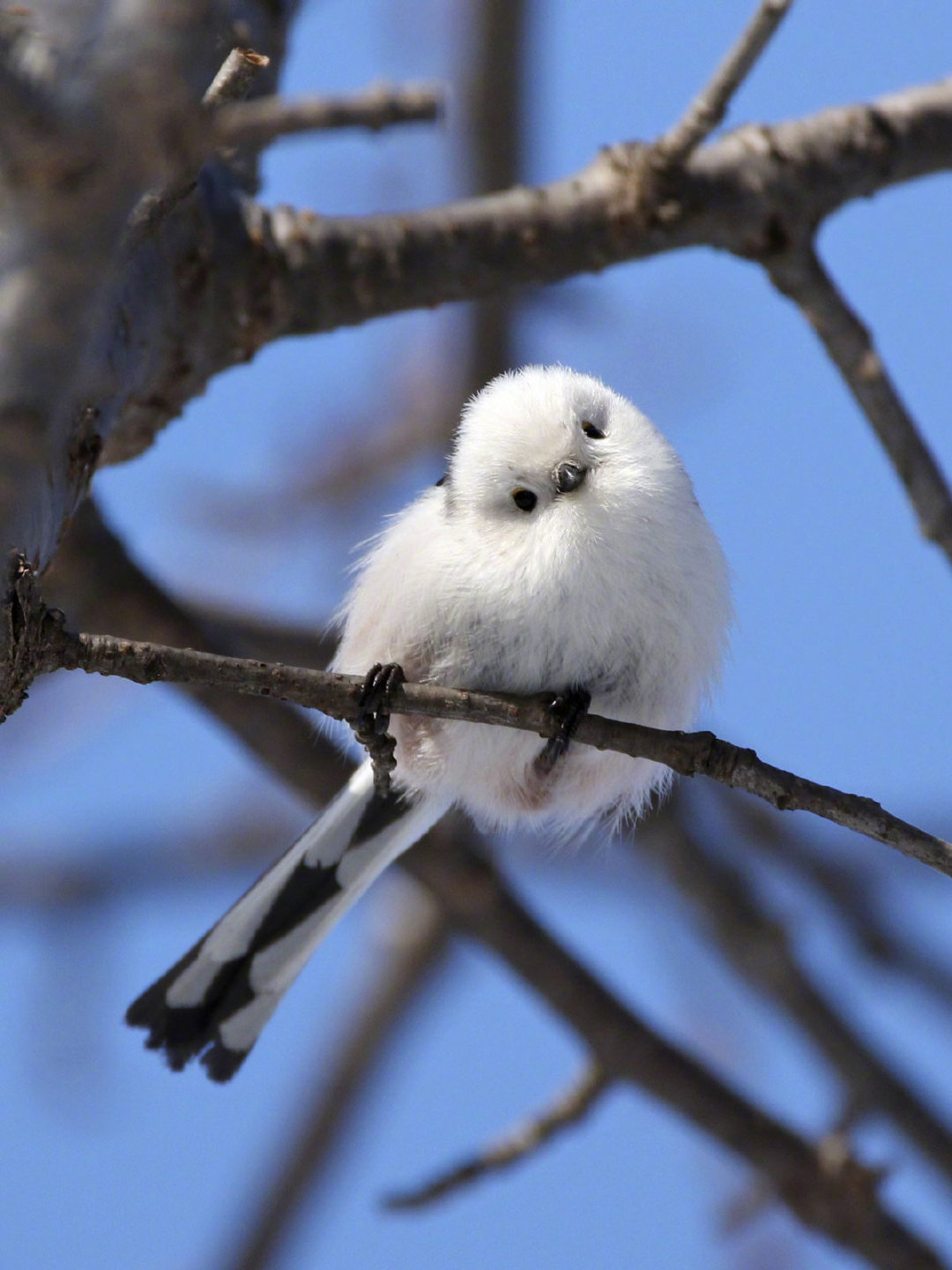今日份治愈是圆润可爱的小肥啾