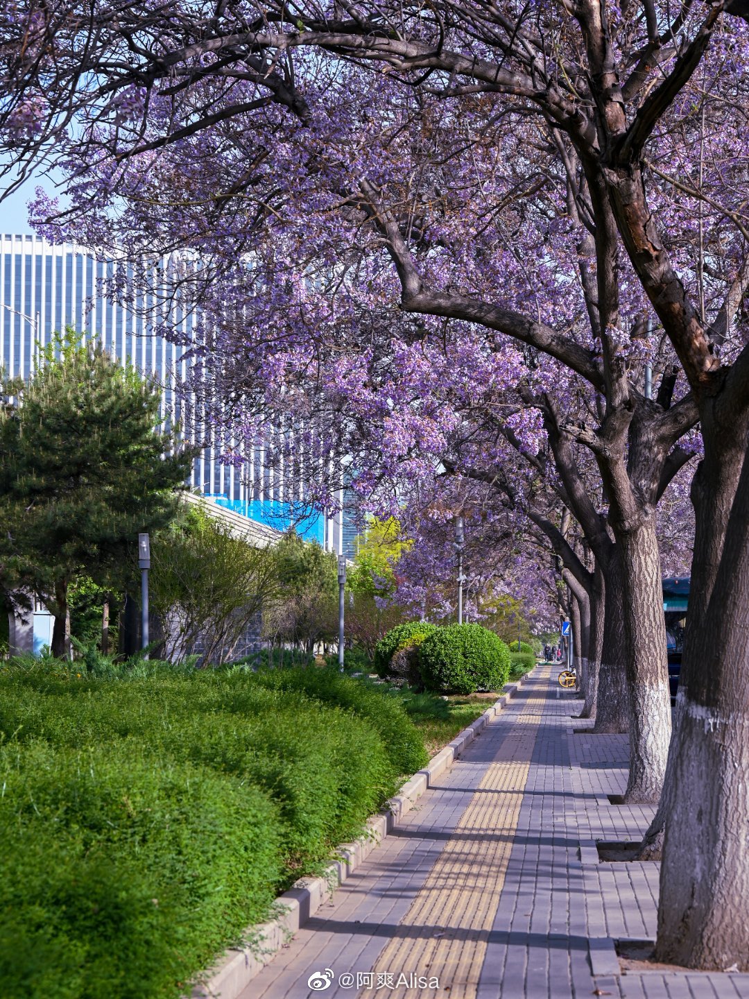 北京最美泡桐花大道亦庄宏达北路摄影