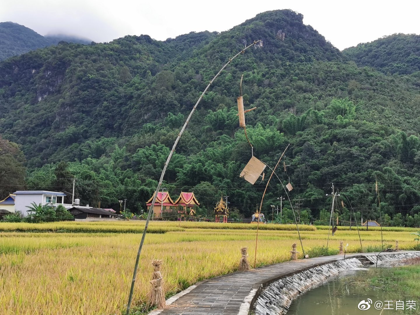 耿马勐撒镇的芒见村,稻谷黄了._高清图集_新浪网