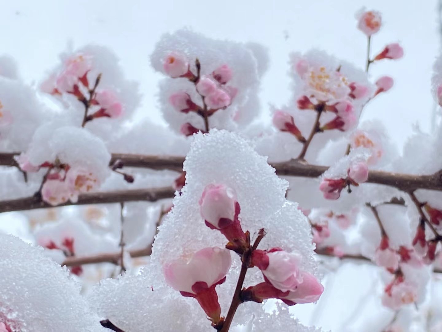 雪中杏花 别有一番风景 拍摄于海棠路 :信马游疆