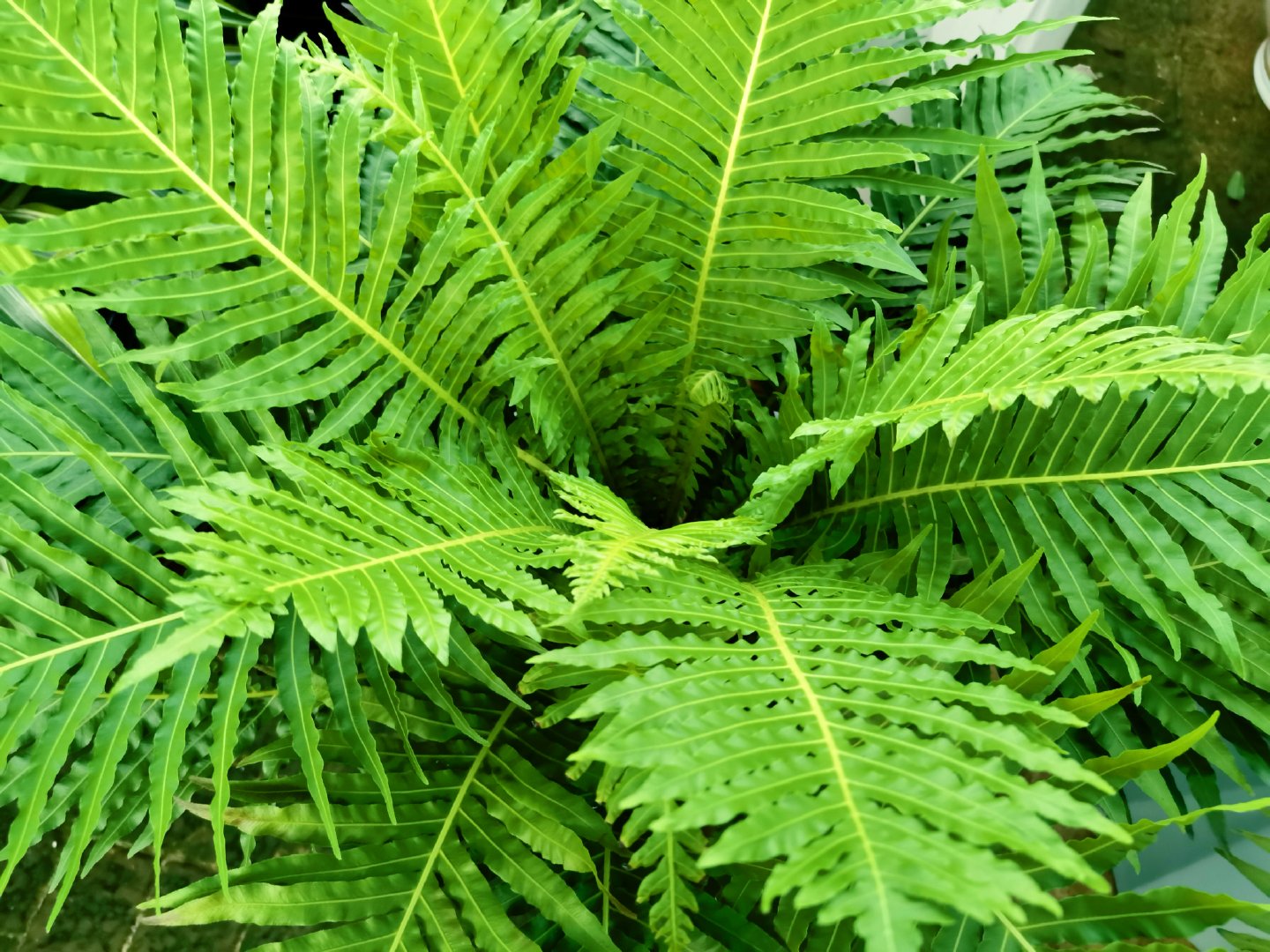 乌毛蕨,原创拍摄_新浪新闻