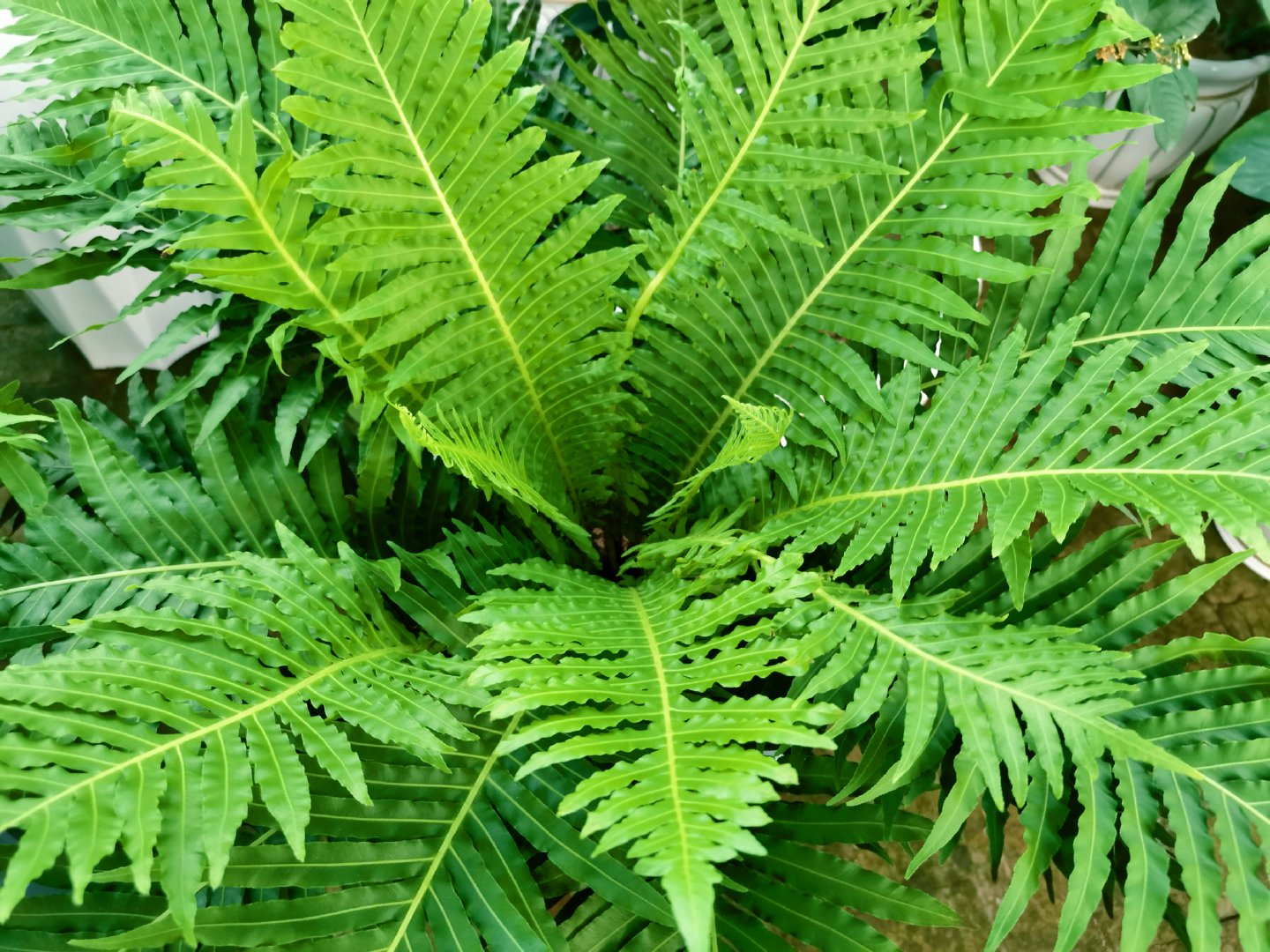 乌毛蕨,原创拍摄_新浪新闻