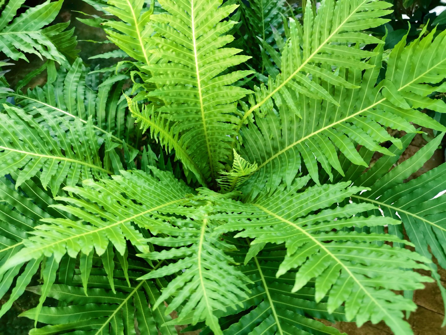 乌毛蕨,原创拍摄_新浪新闻