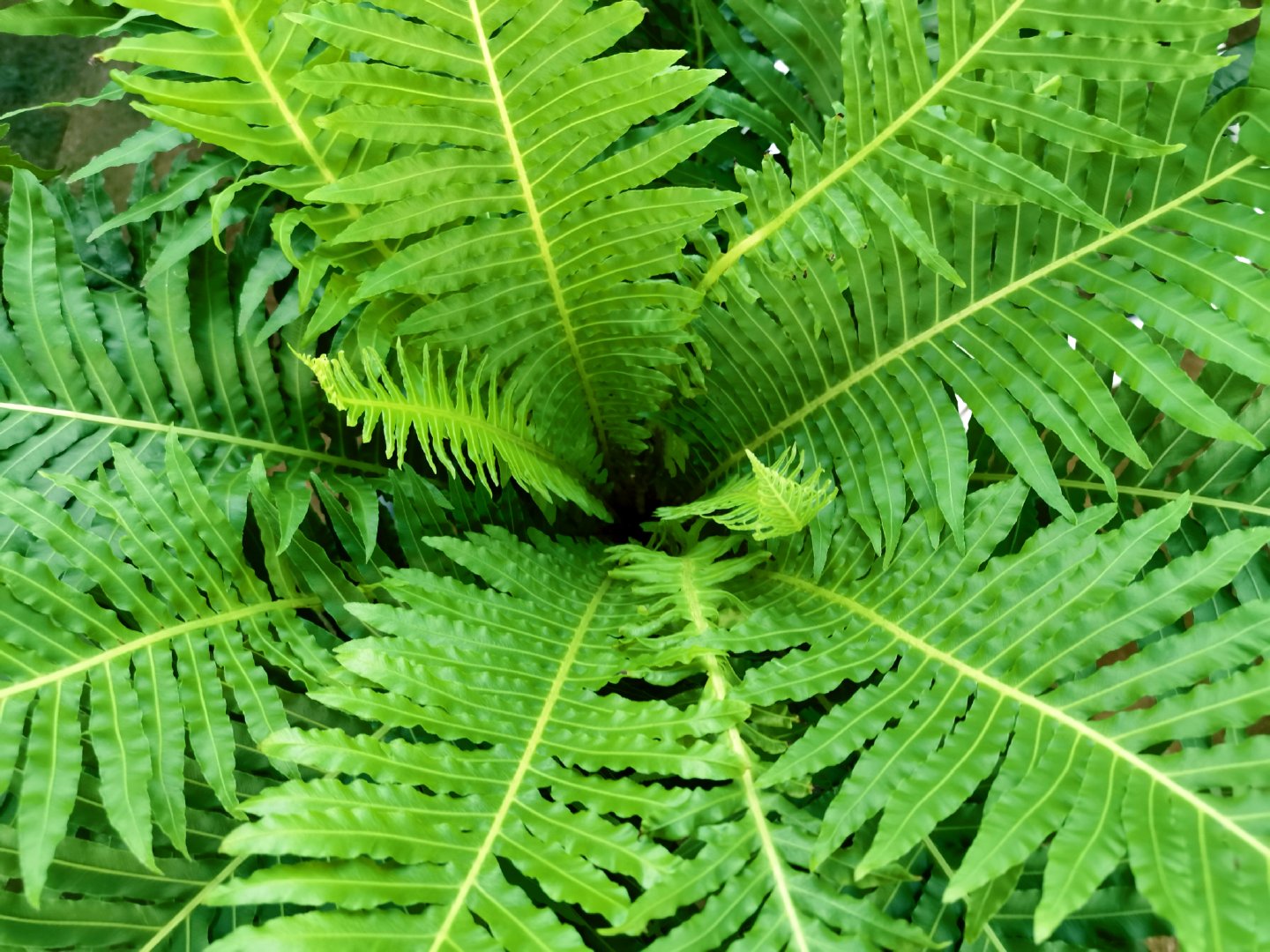 乌毛蕨,原创拍摄_新浪新闻