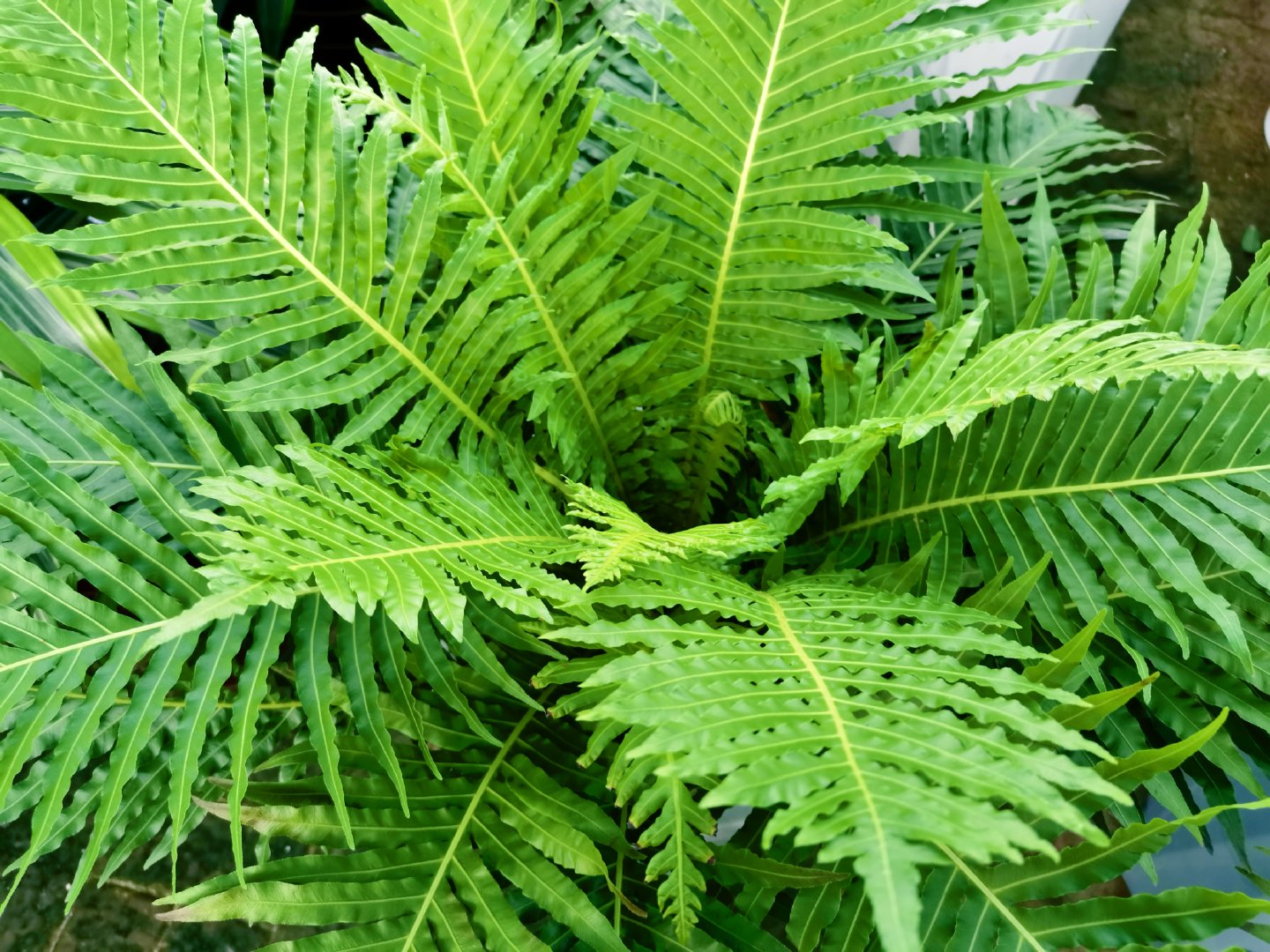 乌毛蕨,原创拍摄_新浪新闻