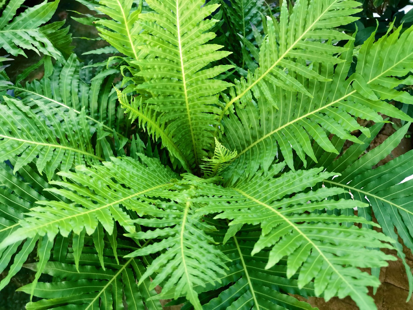 乌毛蕨,原创拍摄_新浪新闻