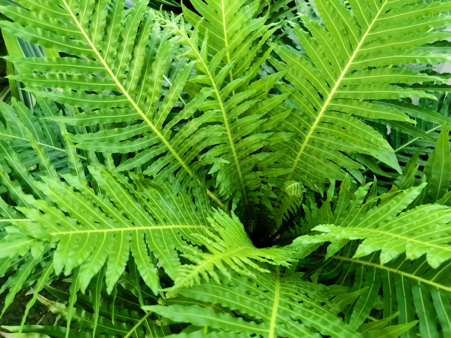 乌毛蕨,原创拍摄_新浪新闻