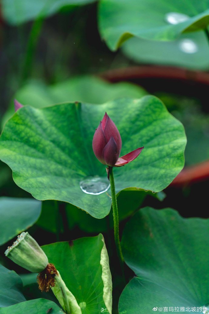 雨后的苏州拙政园,连荷叶上的雨滴也好看极了_高清图集_新浪网