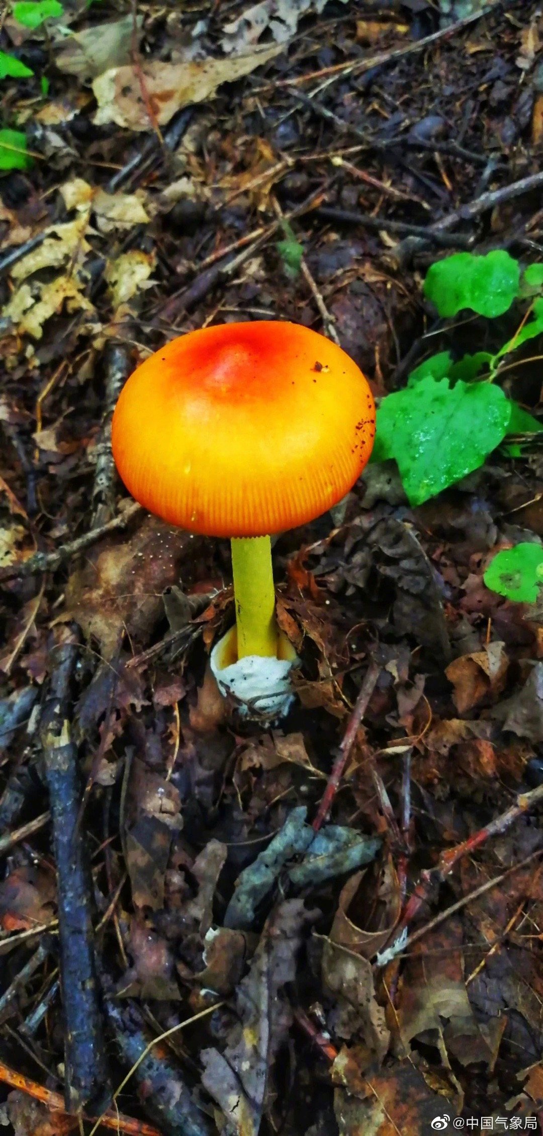 小蘑菇太可爱了!降雨过后,辽宁宽甸峥嵘山上一个个小蘑菇丁儿