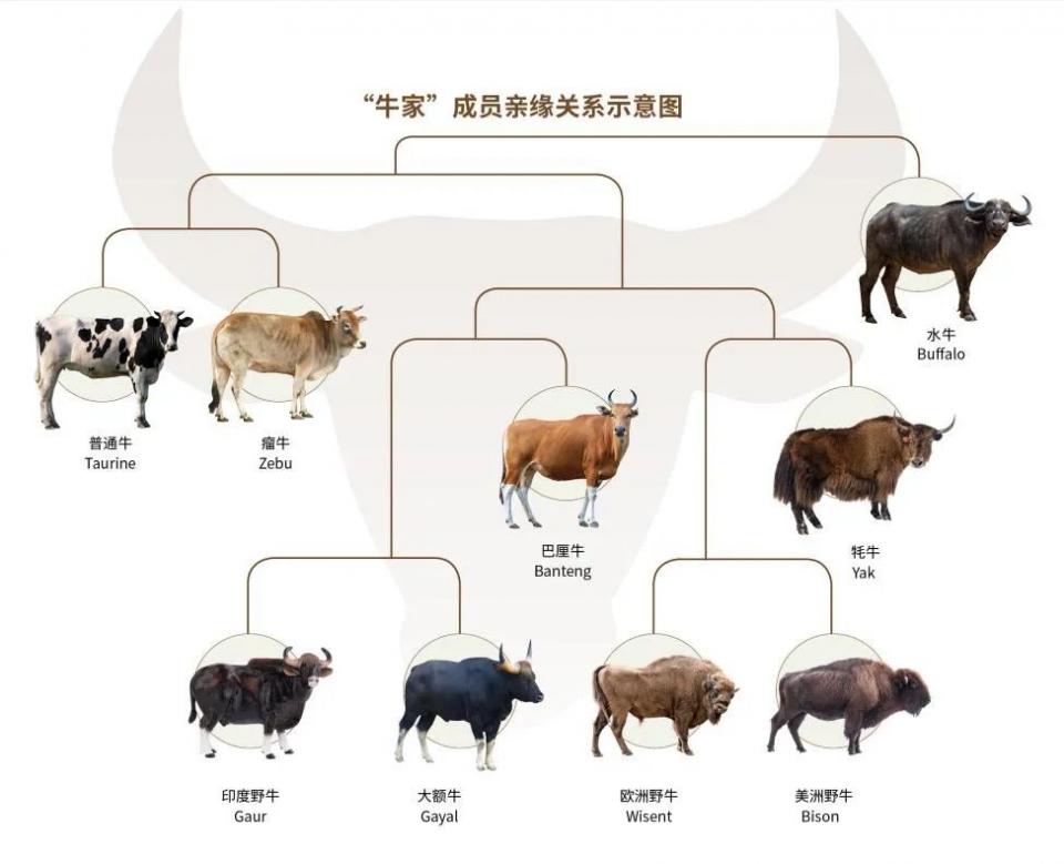 吃了那么多年都不知道它到底叫啥牛你礼貌吗