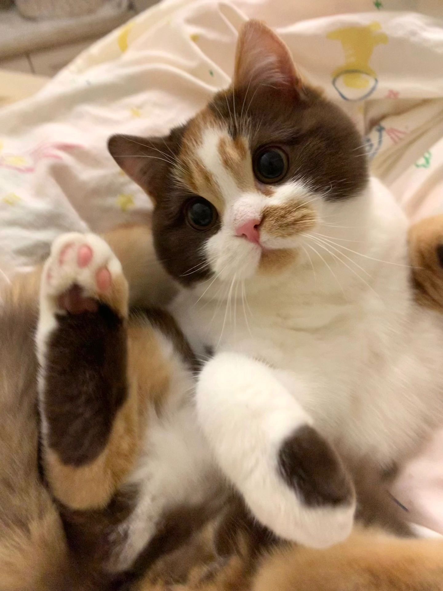 这种小猫我直接就是一个无敌飞嘴旋转嘬嘬嘬