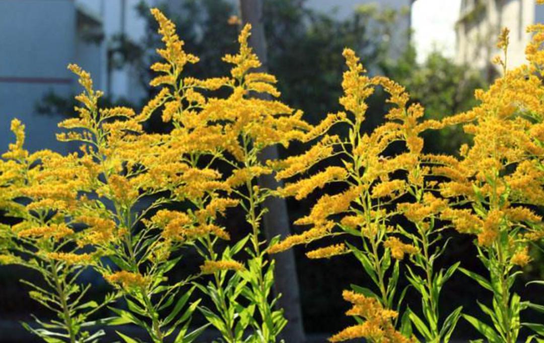 看到立即上报！这种“恶魔之花”到底有多可怕？休闲区蓝鸢梦想 - Www.slyday.coM