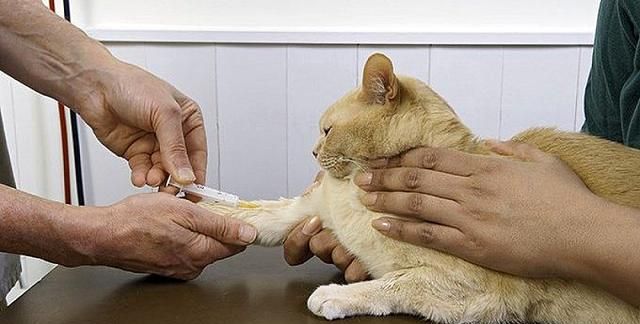 猫有几种血型?了解猫咪血型的知识,关键时刻也许能救下一条猫命