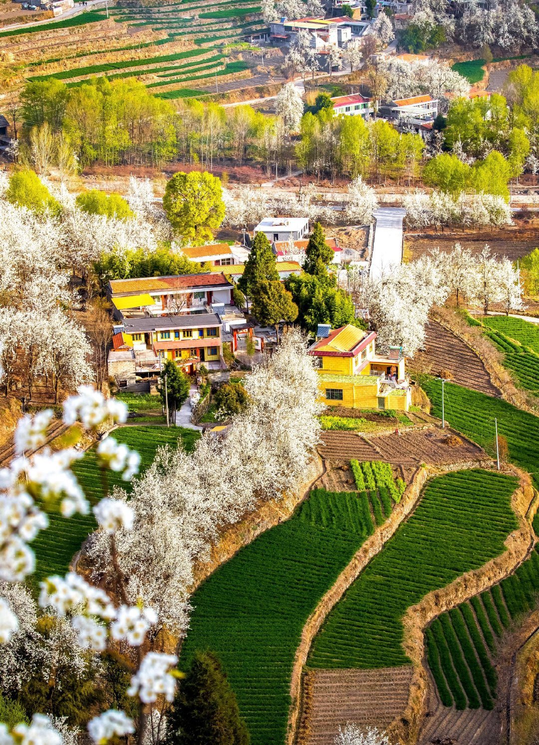 金川县大金川河谷·一个被梨花包围的仙境!__财经头条