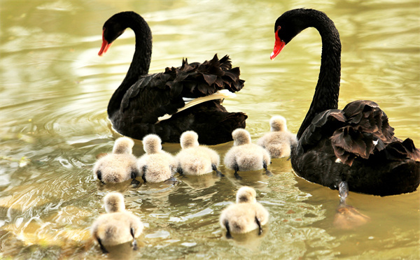 萌翻了！洛阳市民“新宠”，黑天鹅宝宝游个泳就可以圈住你的心休闲区蓝鸢梦想 - Www.slyday.coM