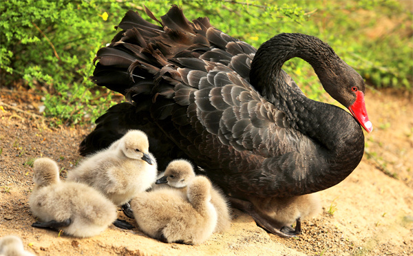 萌翻了！洛阳市民“新宠”，黑天鹅宝宝游个泳就可以圈住你的心休闲区蓝鸢梦想 - Www.slyday.coM