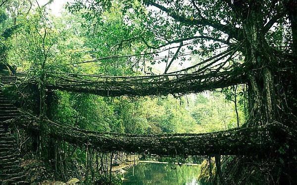 印度榕树桥图片