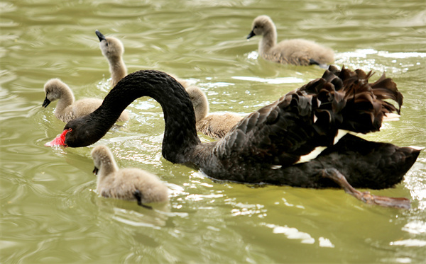 萌翻了！洛阳市民“新宠”，黑天鹅宝宝游个泳就可以圈住你的心休闲区蓝鸢梦想 - Www.slyday.coM
