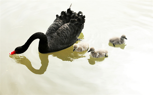 萌翻了！洛阳市民“新宠”，黑天鹅宝宝游个泳就可以圈住你的心休闲区蓝鸢梦想 - Www.slyday.coM