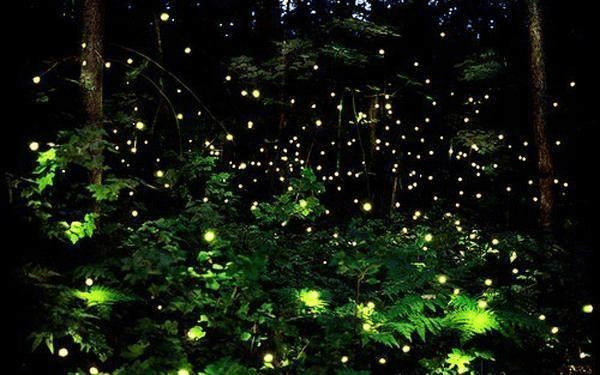 临沂有一热门旅游景点,著名的地下萤火虫水洞 ,仿佛世外桃源