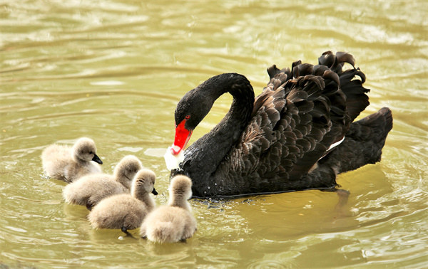 萌翻了！洛阳市民“新宠”，黑天鹅宝宝游个泳就可以圈住你的心休闲区蓝鸢梦想 - Www.slyday.coM