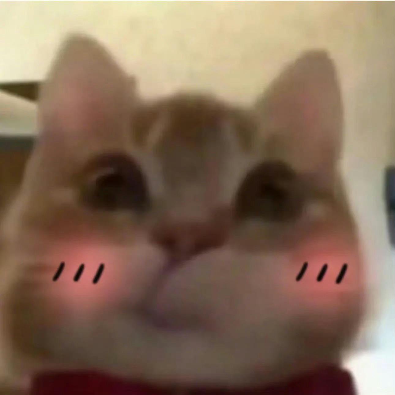 歪嘴小猫表情包来啦,喜欢的快收图吧