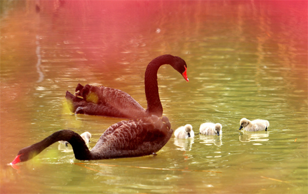 萌翻了！洛阳市民“新宠”，黑天鹅宝宝游个泳就可以圈住你的心休闲区蓝鸢梦想 - Www.slyday.coM