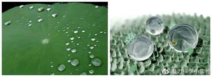 疏水性|荷叶_新浪新闻