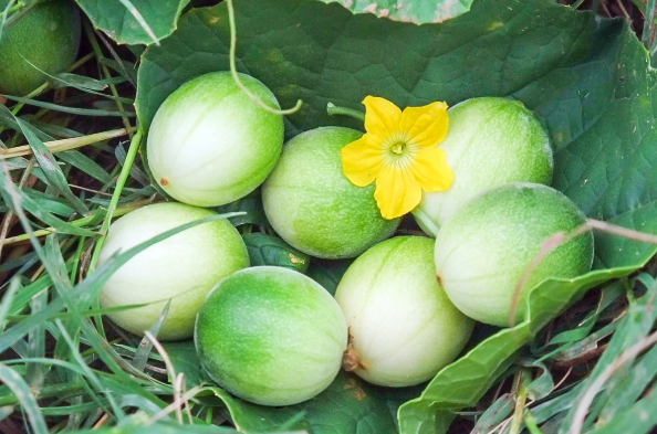 农村俗称的"马包蛋",小孩子喜欢扔着玩,殊不知药用价值丰富