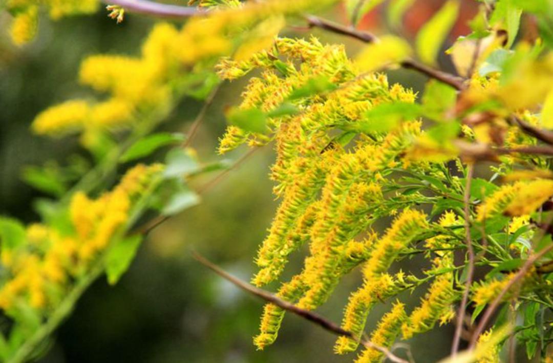 看到立即上报！这种“恶魔之花”到底有多可怕？休闲区蓝鸢梦想 - Www.slyday.coM