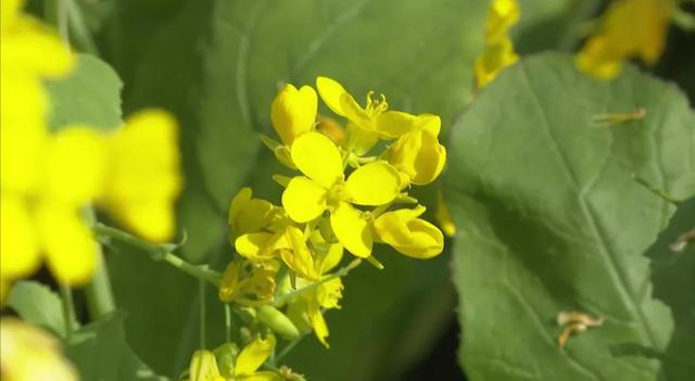 泉港湿地公园60多亩油菜花开休闲区蓝鸢梦想 - Www.slyday.coM
