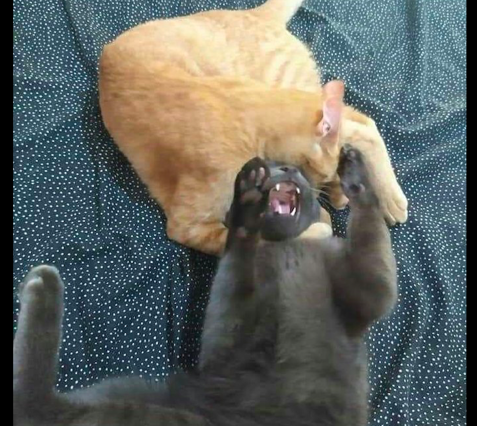 橘猫双爪勾住黑猫的脖子来了一招锁喉你是学过功夫的吗