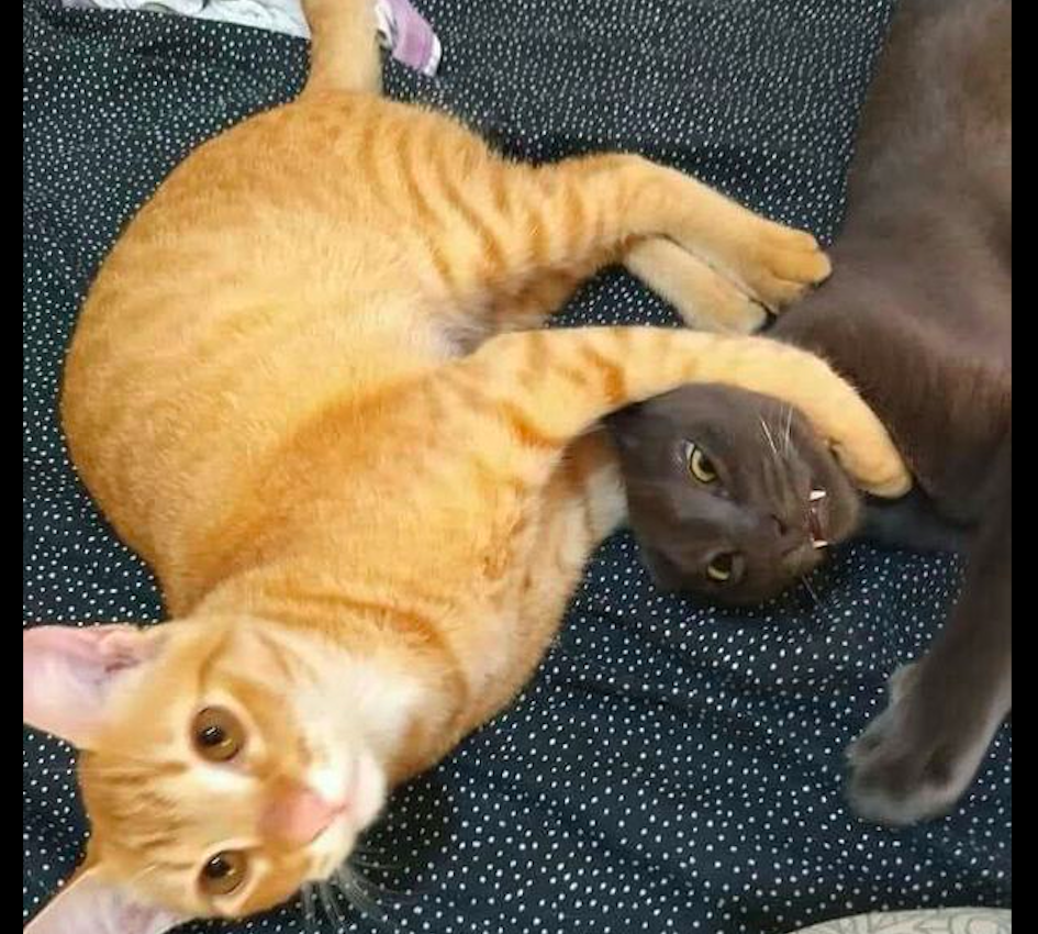 橘猫双爪勾住黑猫的脖子来了一招锁喉你是学过功夫的吗
