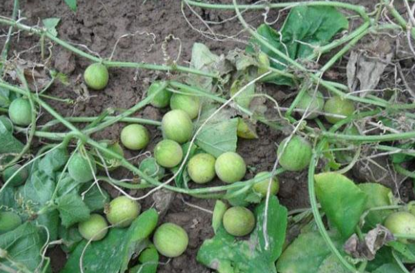 农村俗称的马包蛋小孩子喜欢扔着玩殊不知药用价值丰富