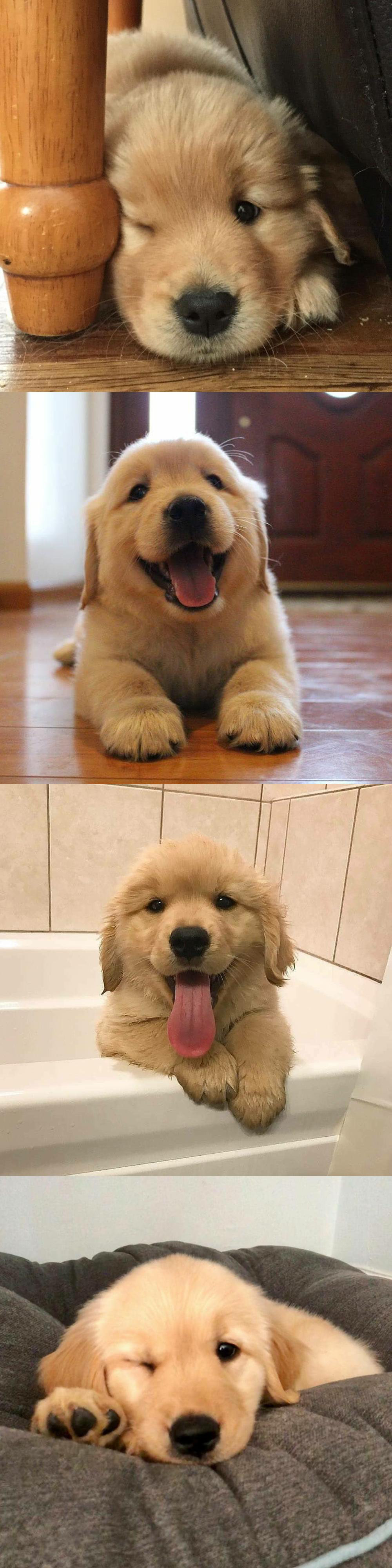 金毛宝宝 🐶|金毛|宝宝|百科_新浪新闻