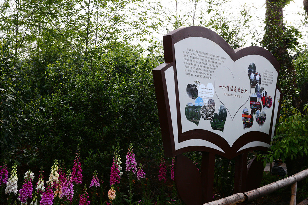 往届回顾丨腾冲高黎贡山第三届茶文化节盛大举行