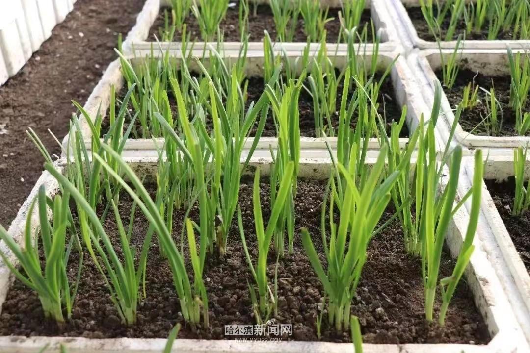 自己种吃着放心,"盆栽韭菜"送到家喜迎春|韭菜|盆栽|消费者_新浪新闻