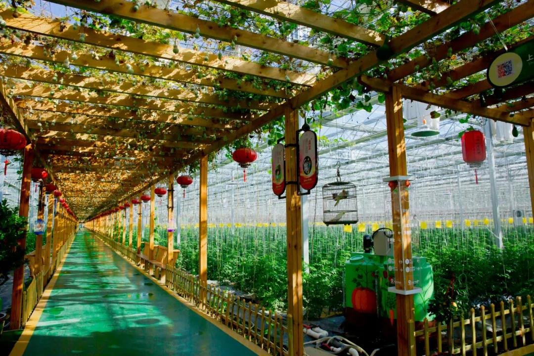 金山九丰农博园你去过吗|农业|蔬菜|程晨_新浪新闻