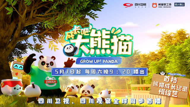 "小呆毛""芒果眼""高鼻梁""大耳朵"四位大熊猫"女主角"将在四川卧龙