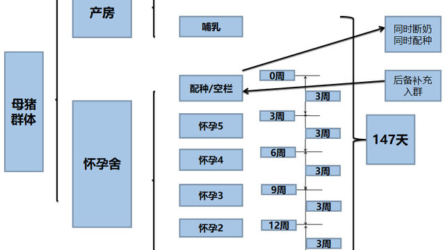 母猪管理 | 整周批设计与导入-精准三周批