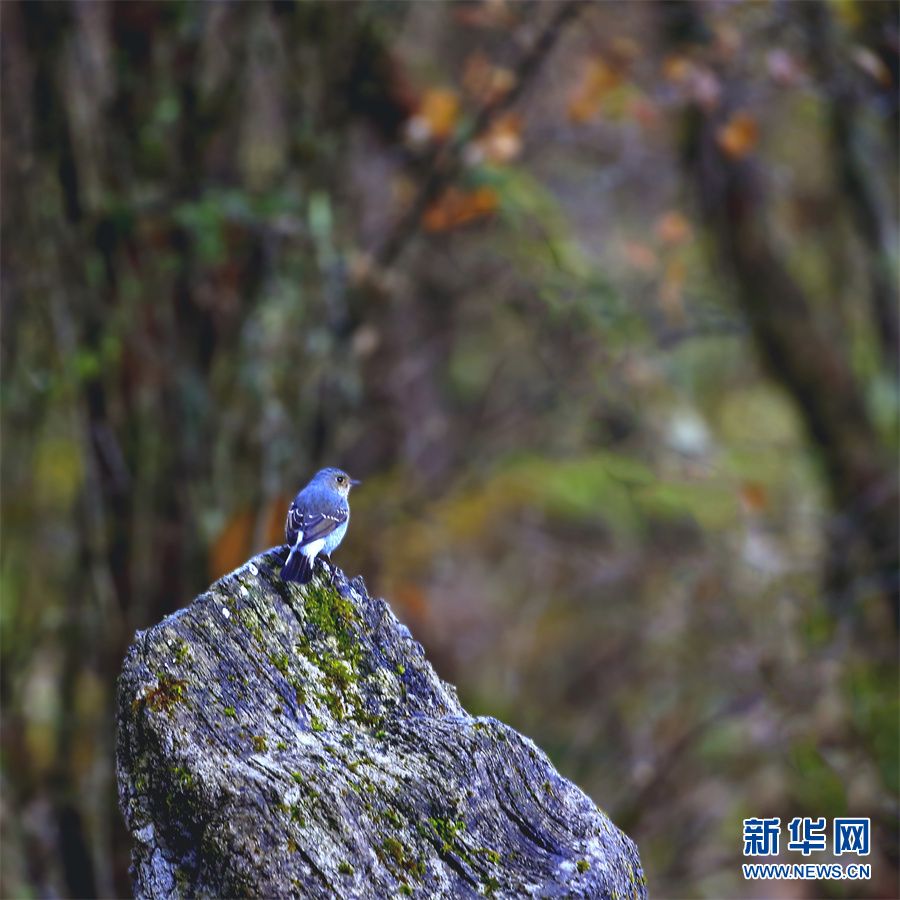 世界湿地日：走进大九湖，领略湿地之美休闲区蓝鸢梦想 - Www.slyday.coM