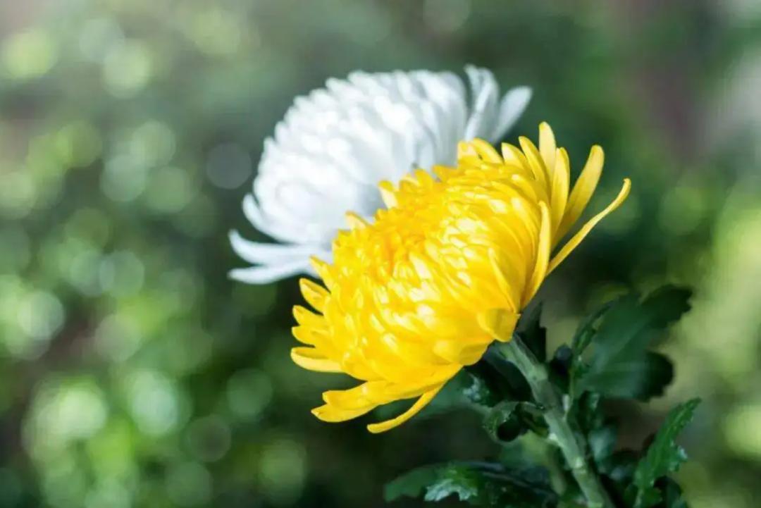 祭扫在心不在形清明前夕沪苏浙皖联合发出倡议书