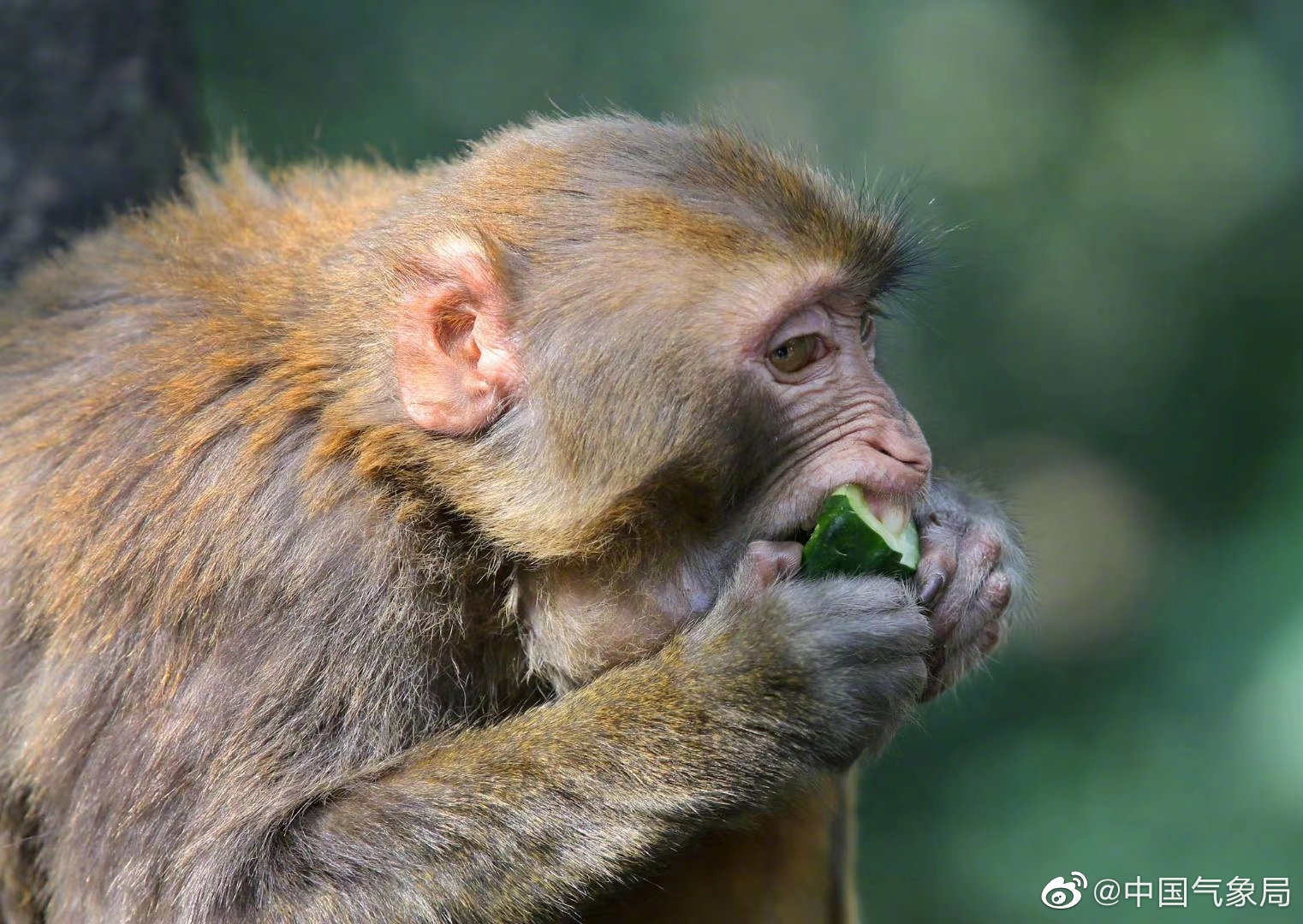 连云港花果山的猴子,别样的可爱,它们一撇嘴,好像在说:要上班了