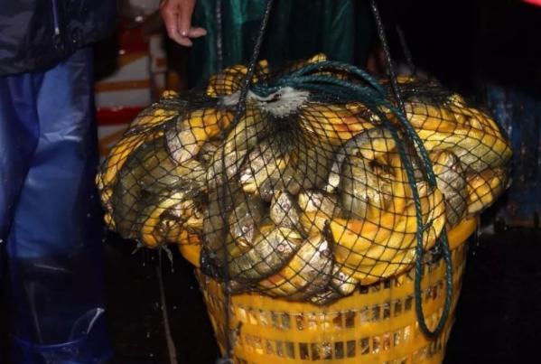 发财了！石浦渔民一网捕获3000斤野生大黄鱼，预计能卖300万休闲区蓝鸢梦想 - Www.slyday.coM